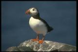 Atlantic (Common)  Puffin